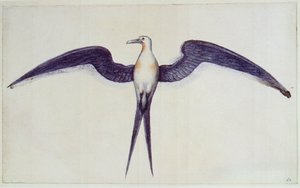 Fregatfugl